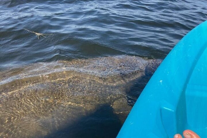 2.5 Hour Kayaking with Manatee and History Tour in Tarpon Springs - Photo 1 of 6